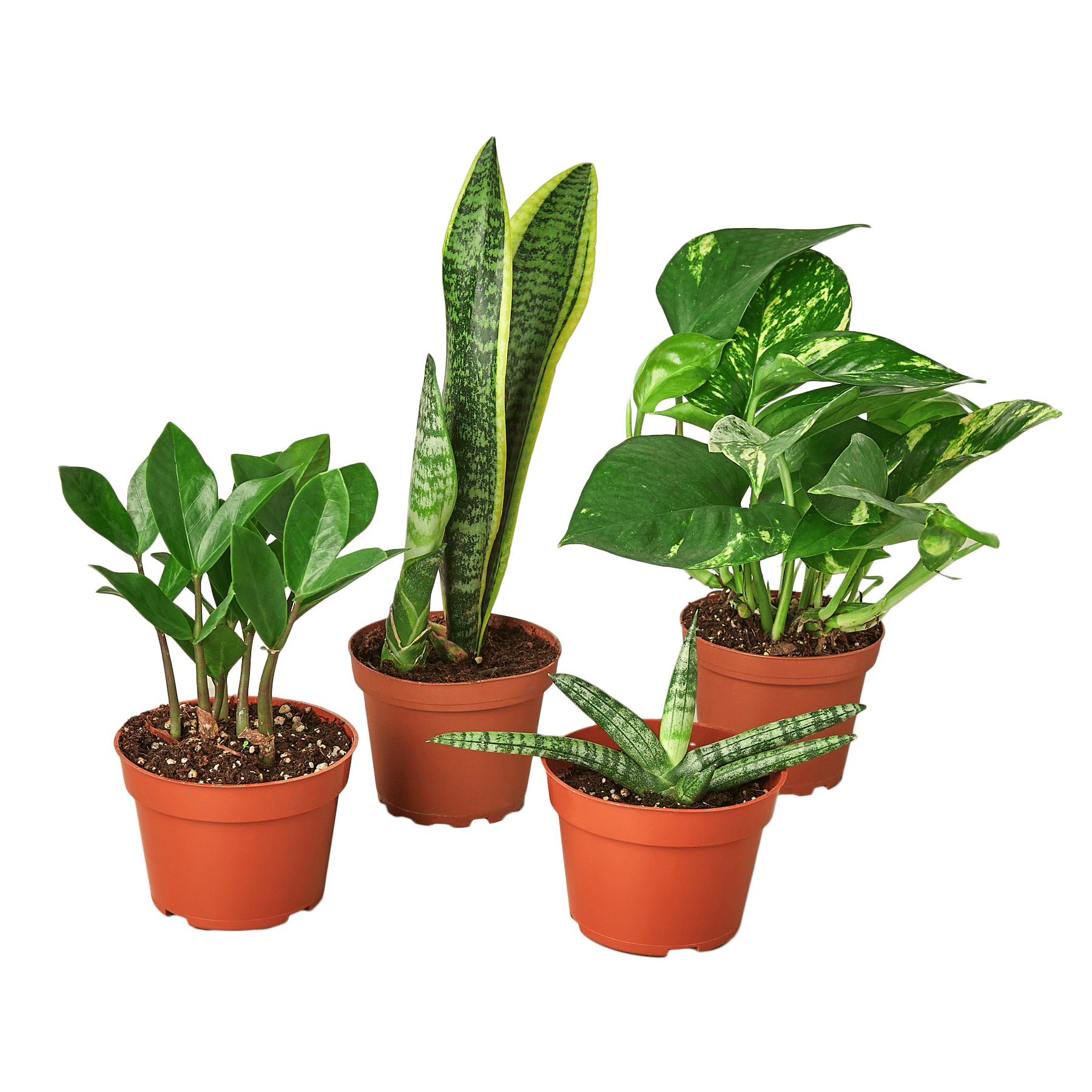 Easy care variety bundle-6"