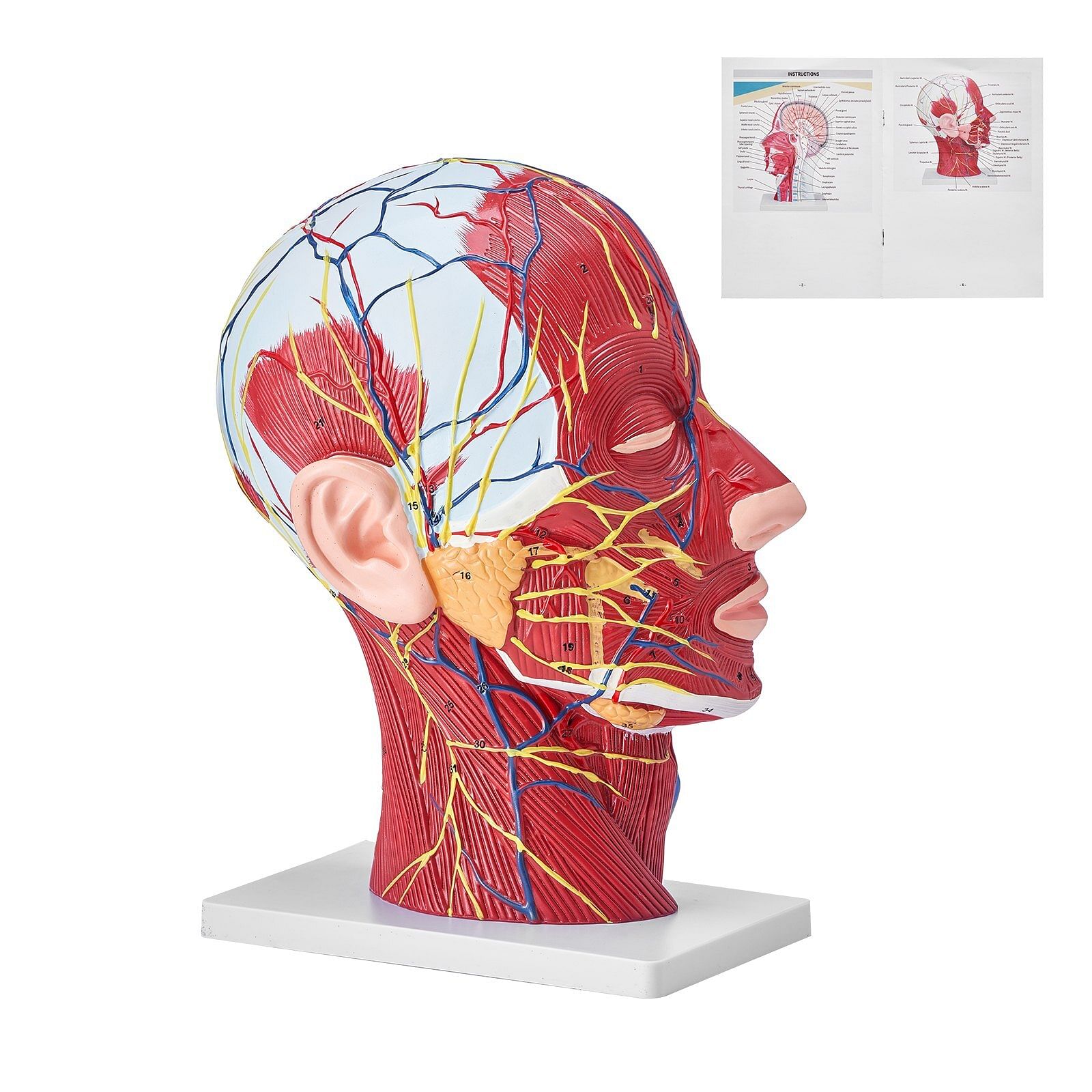 Vevor human half head superficial neurovascular model with musculature, 1:1 life size anatomical head neck model skull and brain for professional teaching learning, kids learning education display